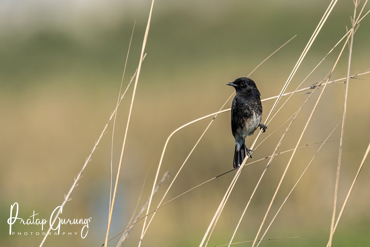 Pied Bushchat - ML624140865