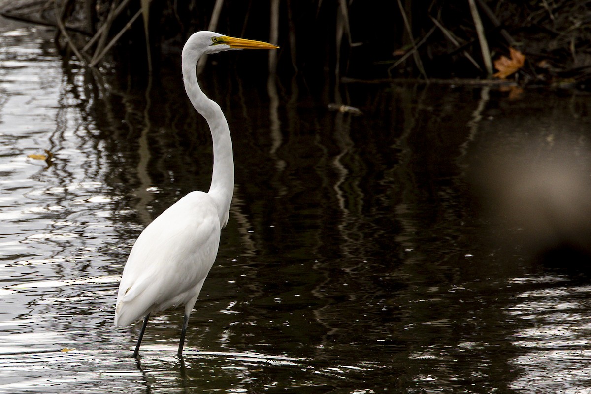 Great Egret - ML624140866