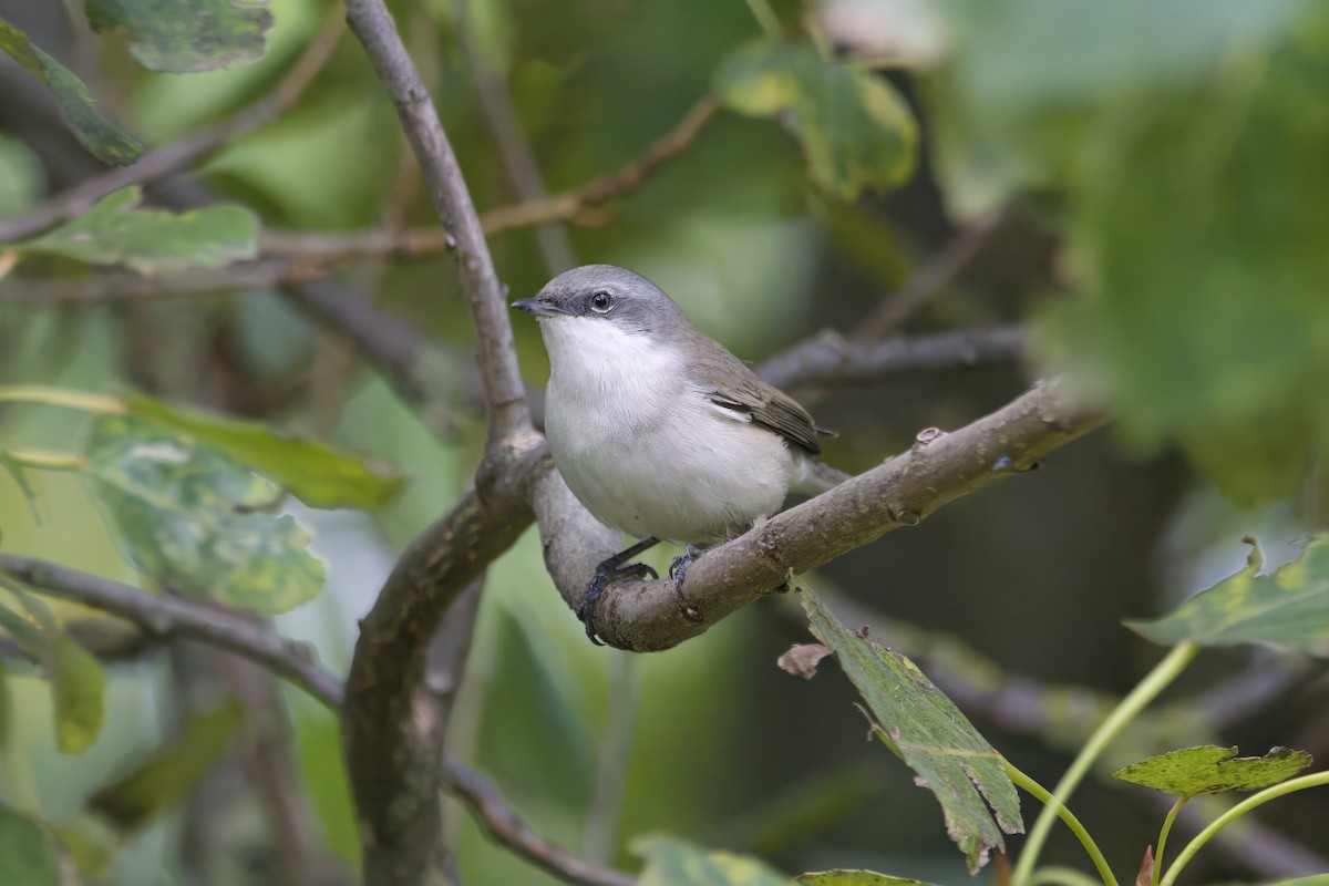 Curruca Zarcerilla - ML624140875