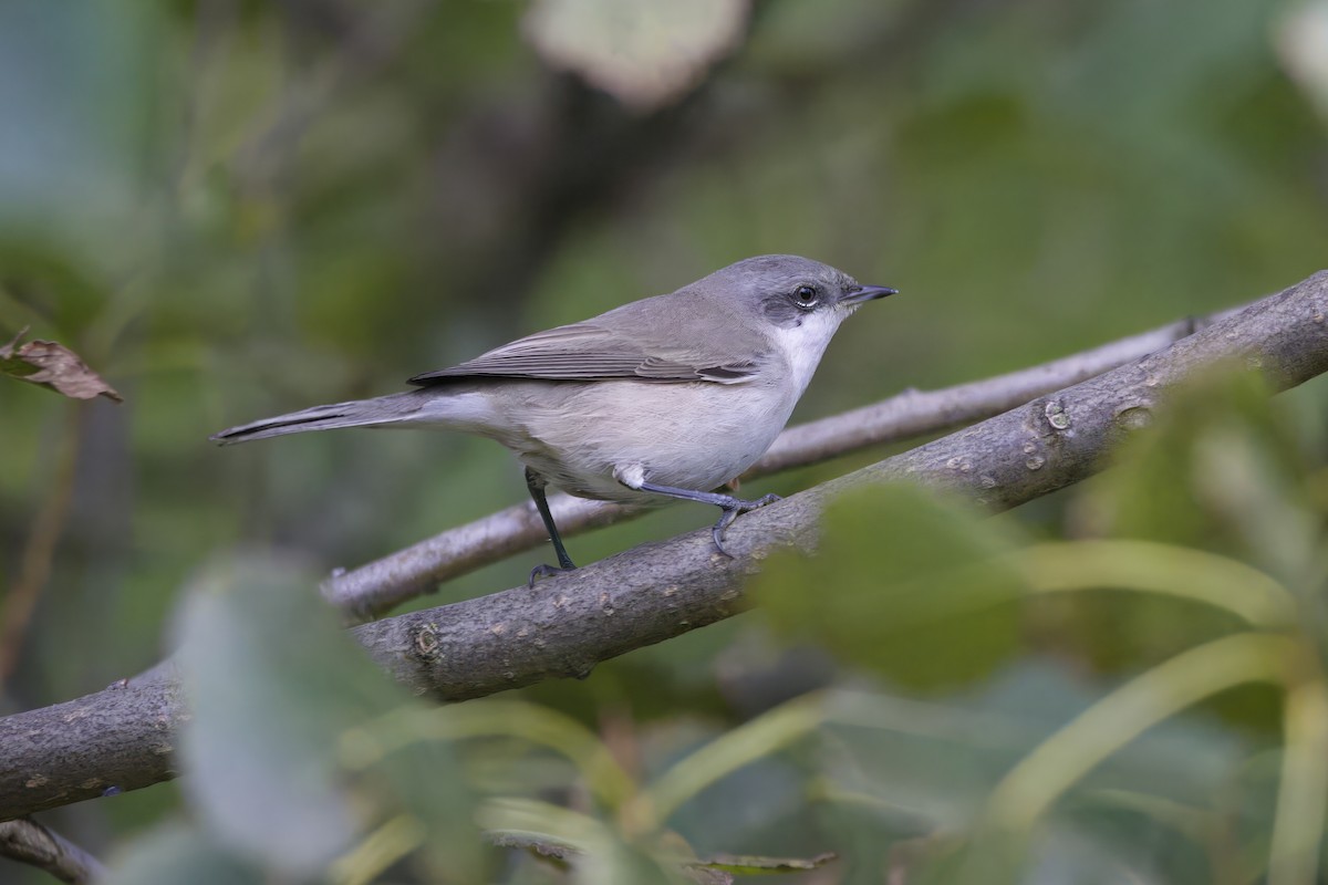 Curruca Zarcerilla - ML624140877