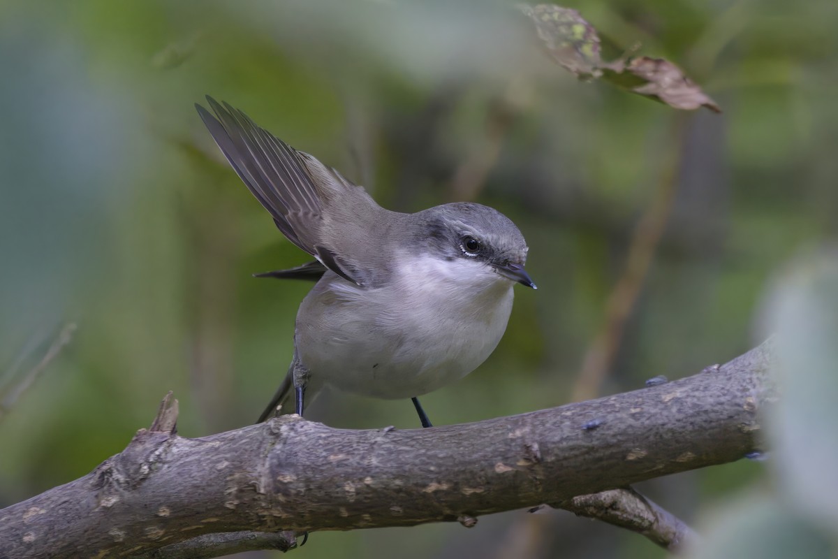 Curruca Zarcerilla - ML624140878