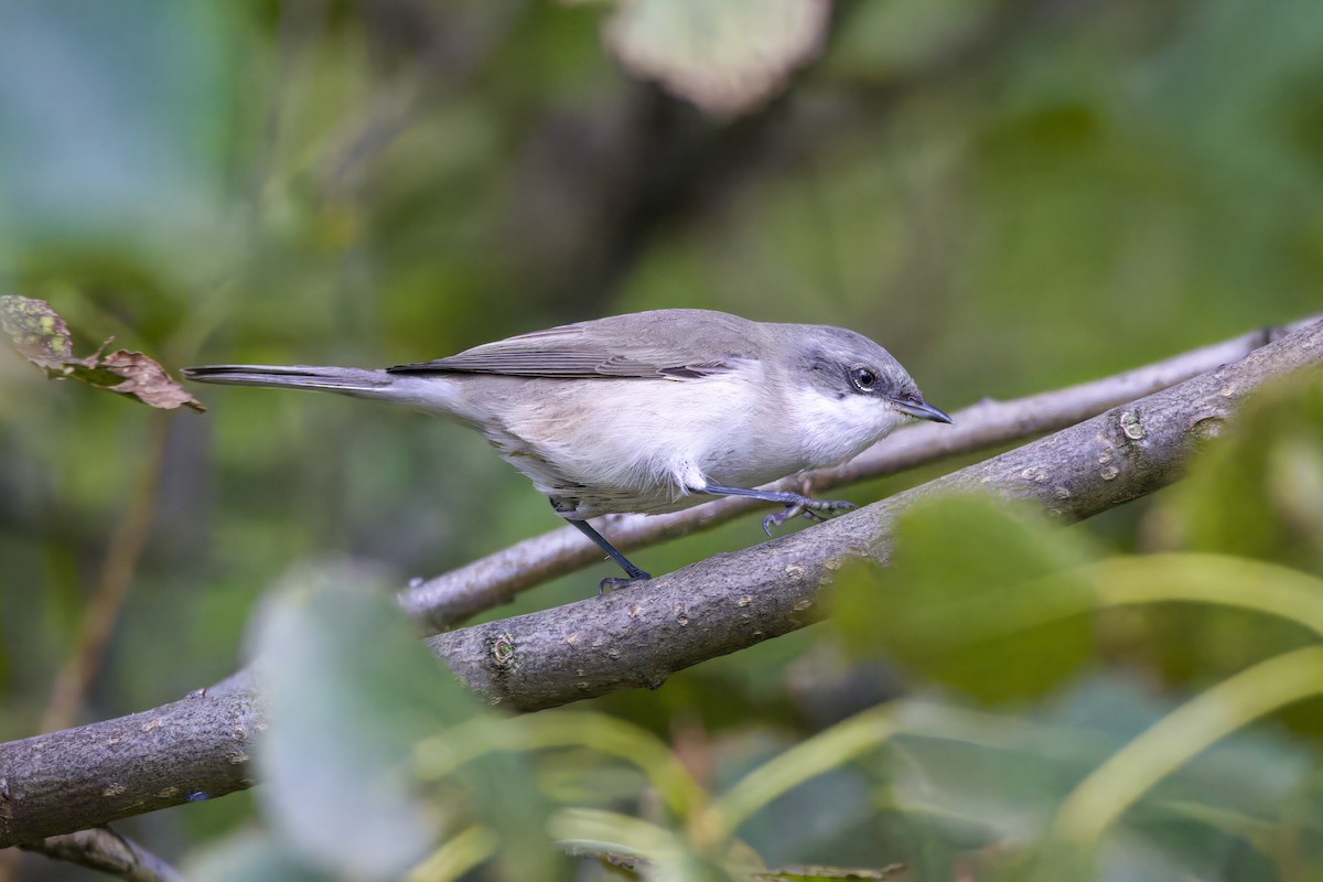 Curruca Zarcerilla - ML624140879