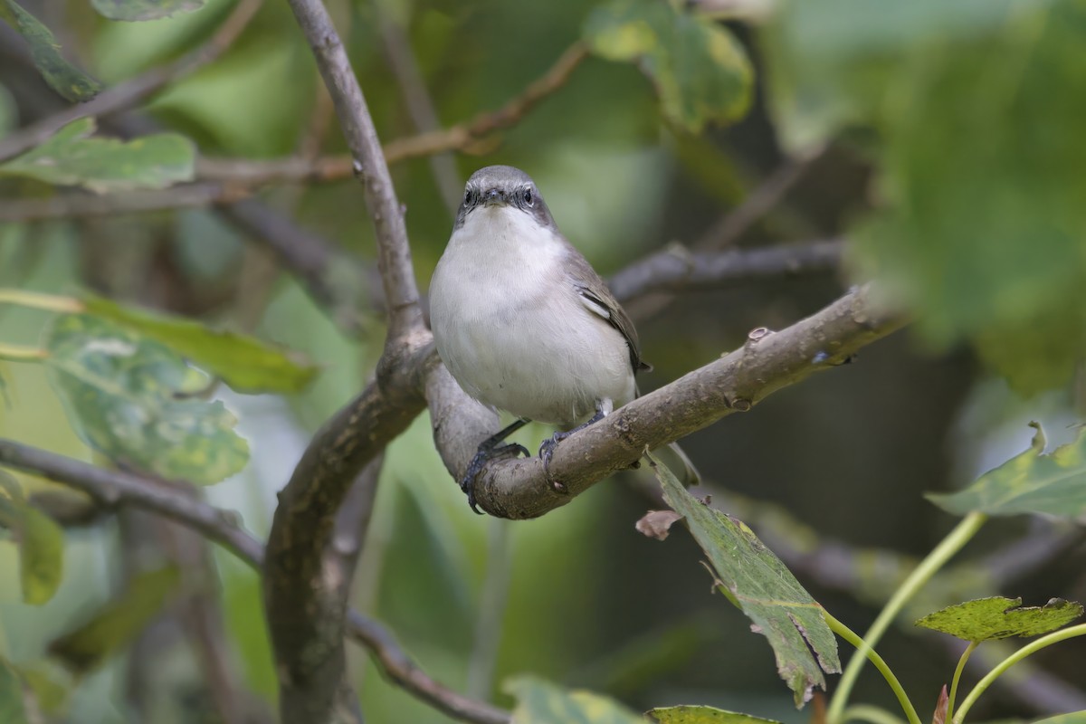 Curruca Zarcerilla - ML624140880