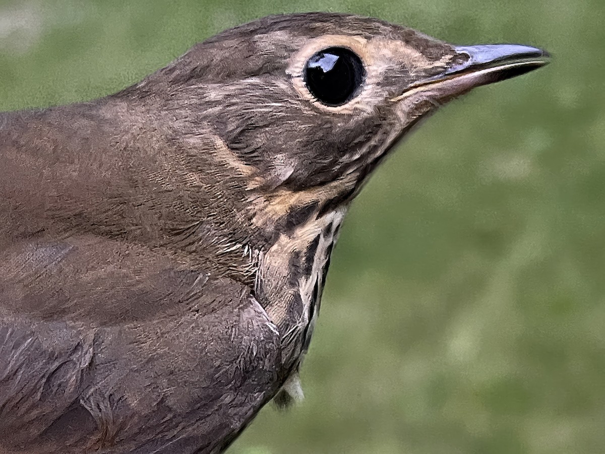 Swainson's Thrush (Russet-backed) - ML624140889