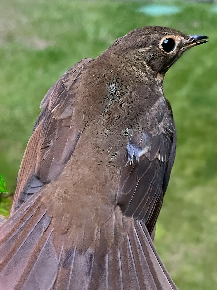 Swainson's Thrush (Russet-backed) - ML624140890