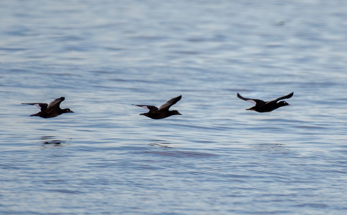 White-winged Scoter - ML624140896