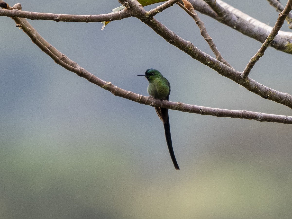 Long-tailed Sylph - ML624140898