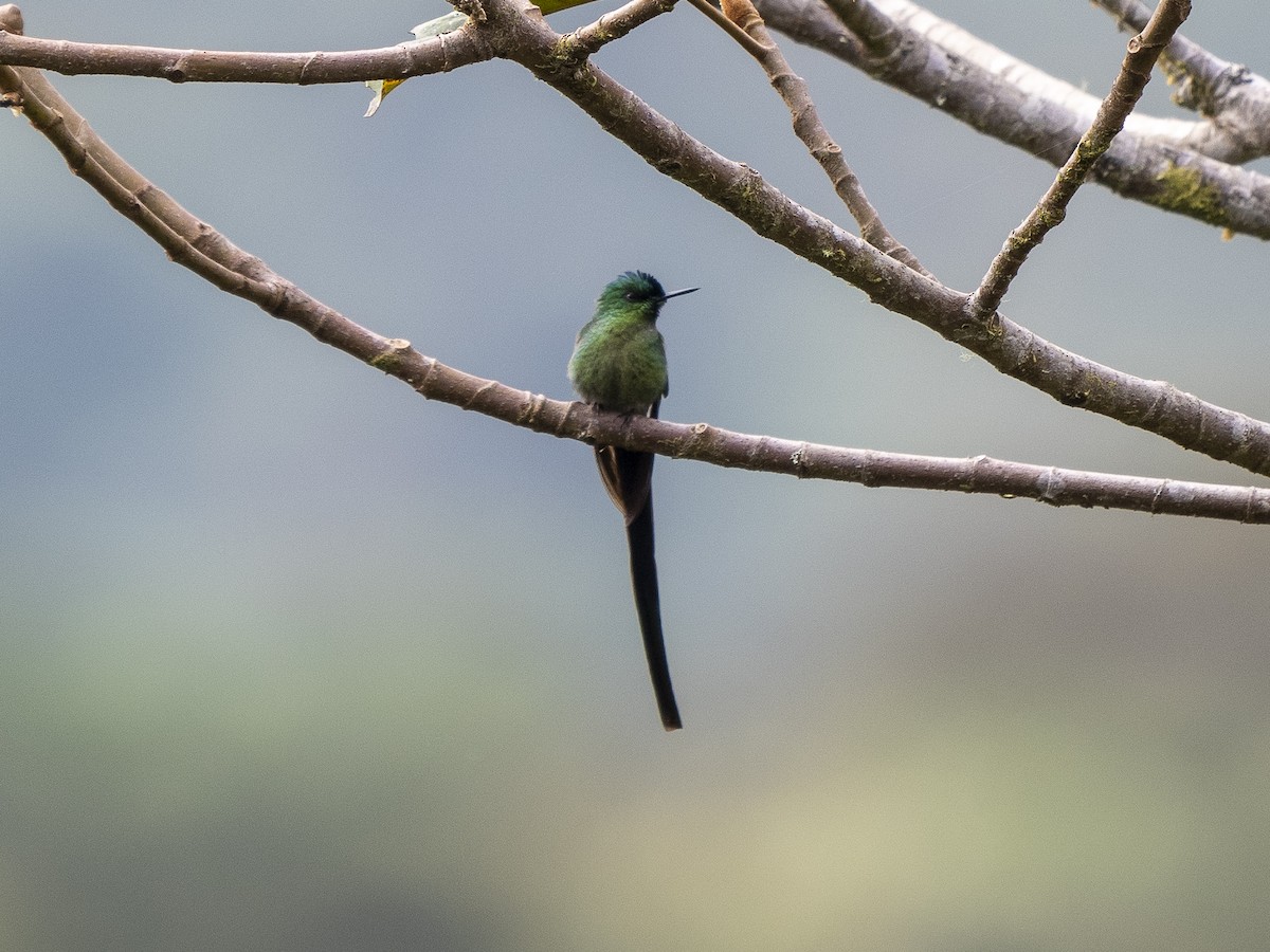 Long-tailed Sylph - ML624140899