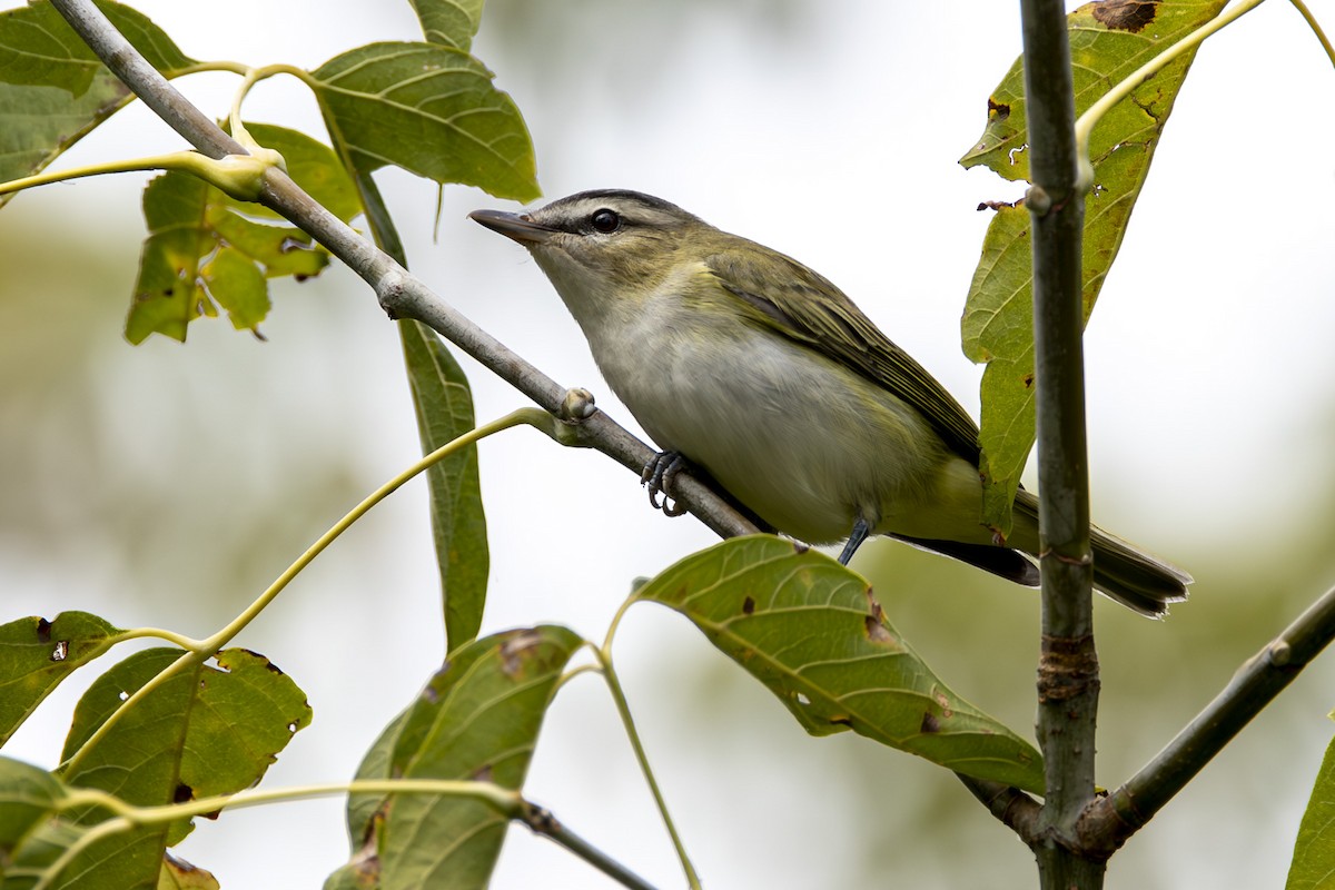 Red-eyed Vireo - ML624140916