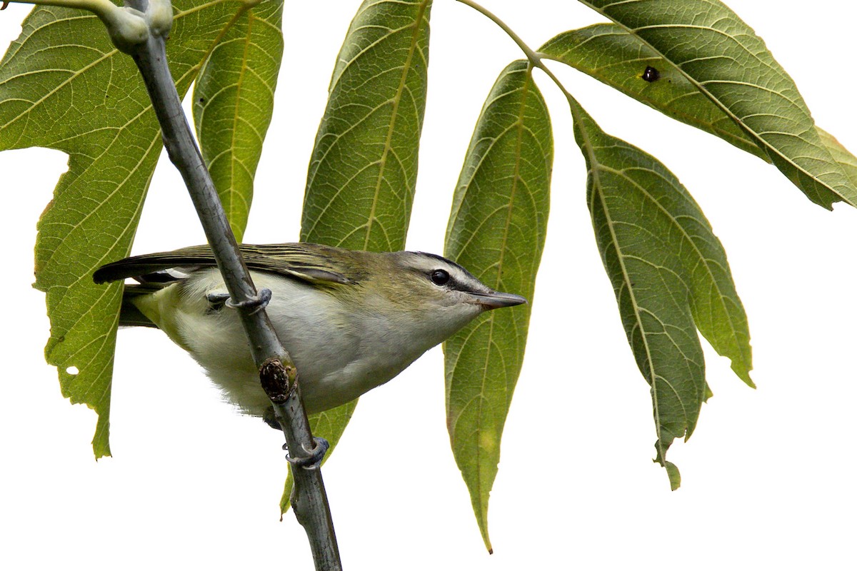 Red-eyed Vireo - Alan Wells