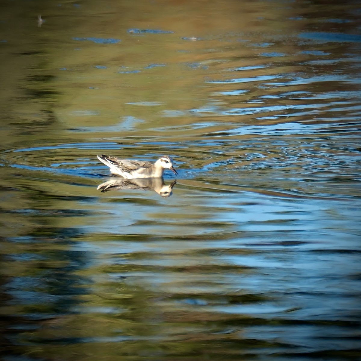 Red Phalarope - ML624140947