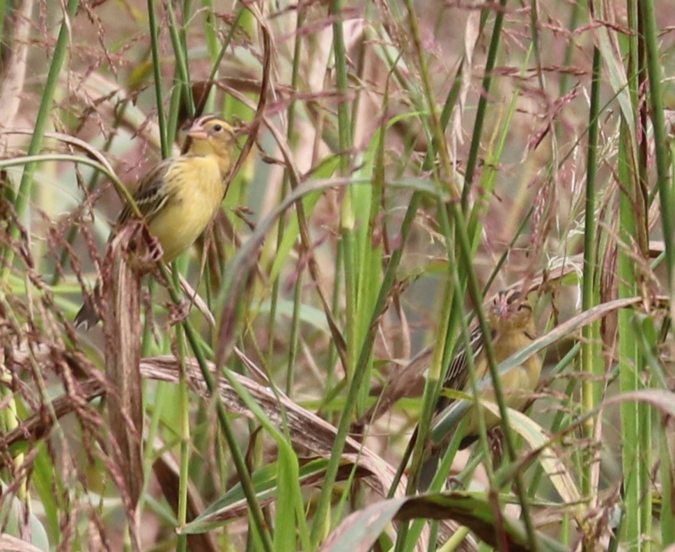 Bobolink - Herbert King