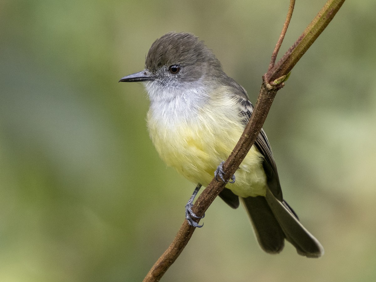 Pale-edged Flycatcher - ML624140985