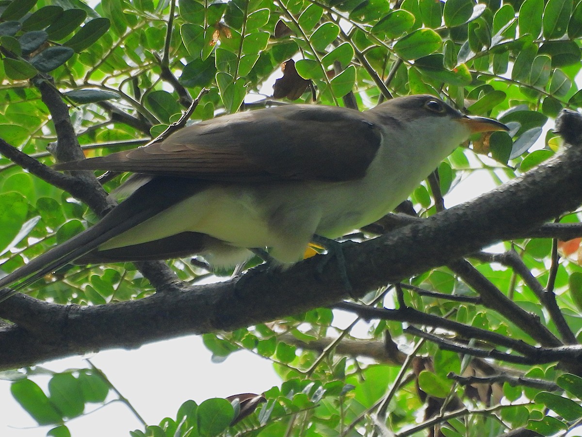 Yellow-billed Cuckoo - ML624140997