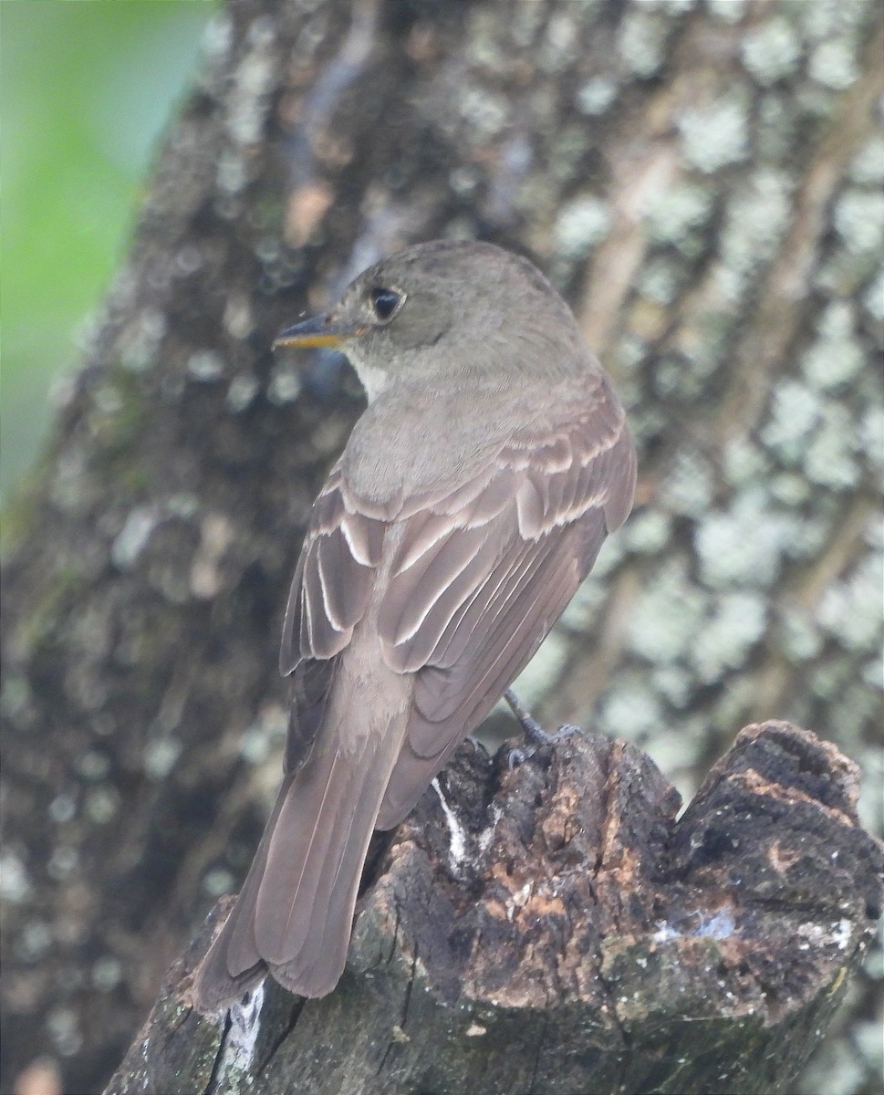 Eastern Wood-Pewee - ML624141008