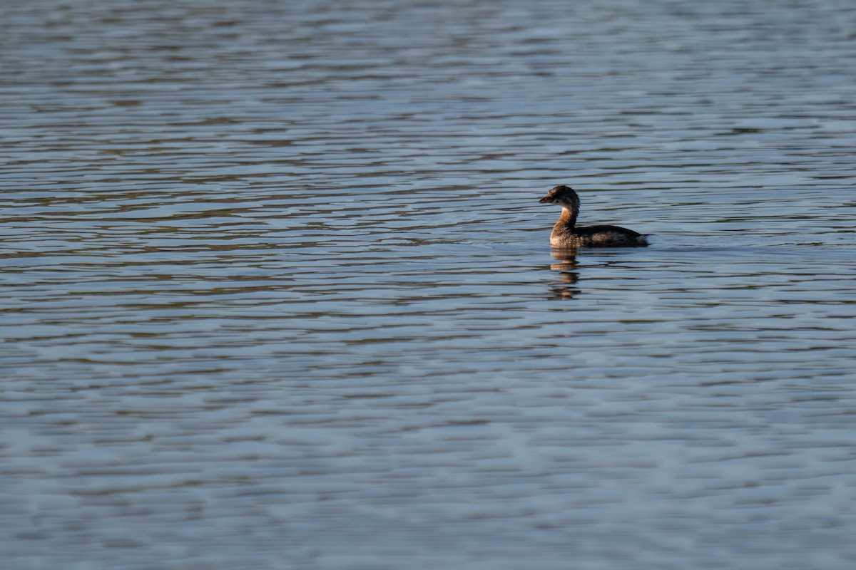 Pied-billed Grebe - ML624141009