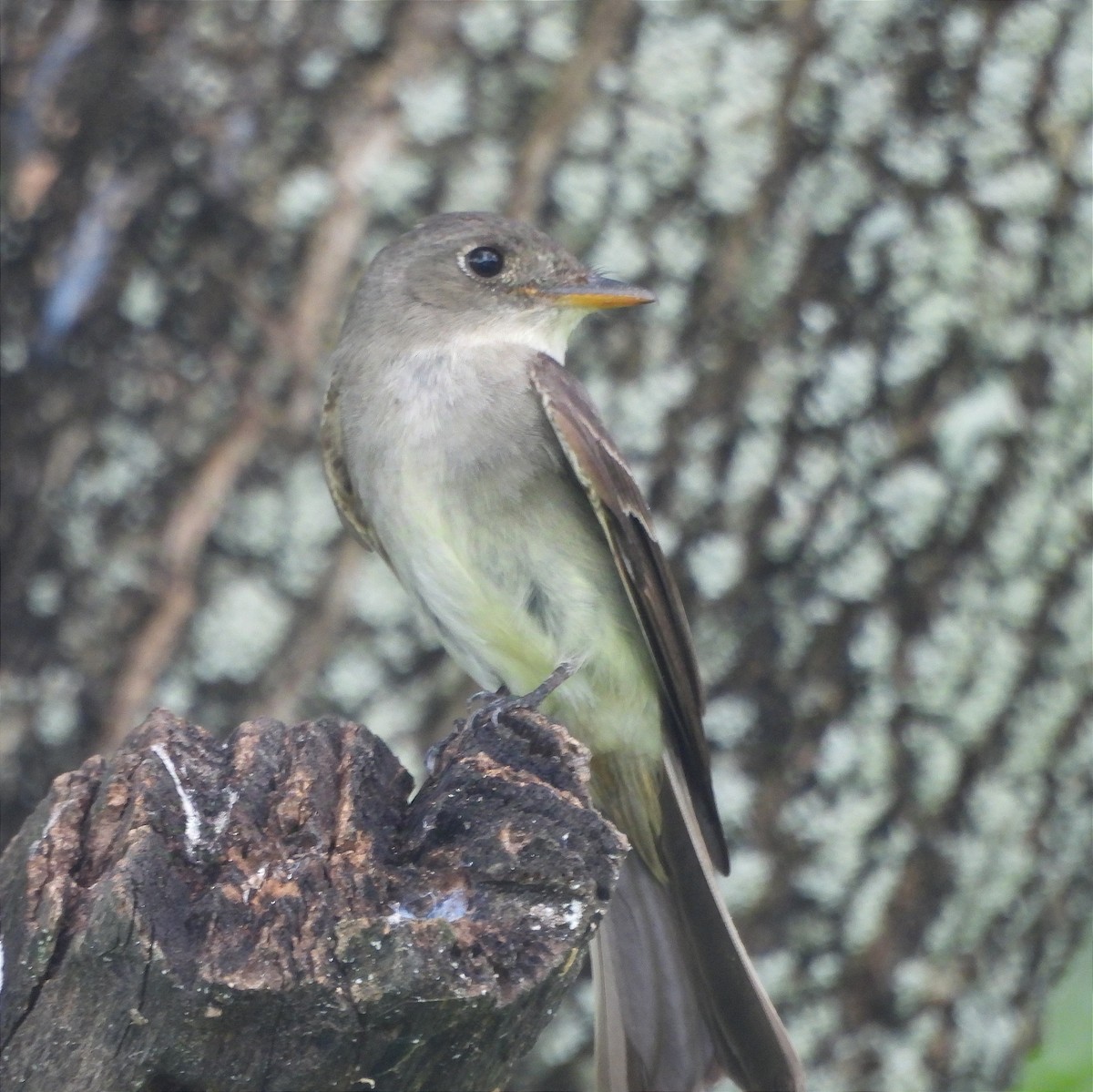 Eastern Wood-Pewee - ML624141010