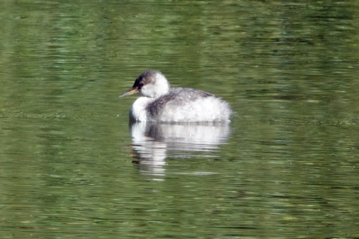 Horned Grebe - ML624141015