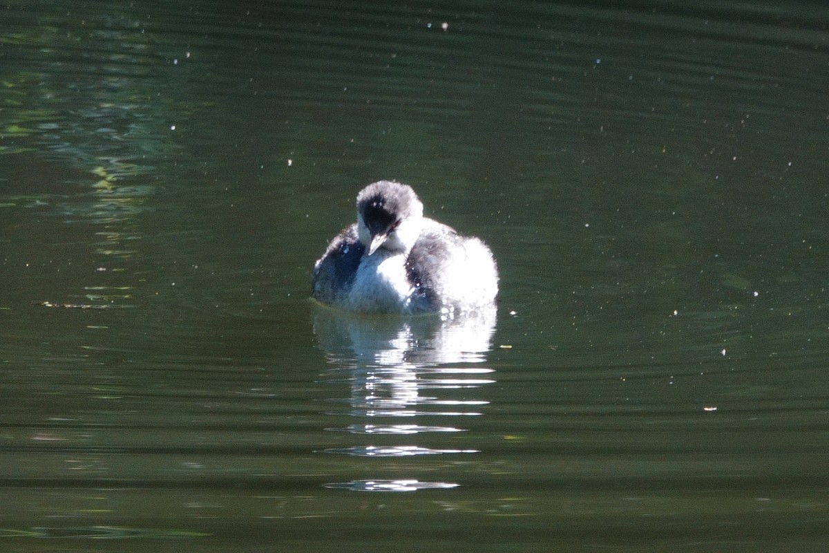 Horned Grebe - ML624141016