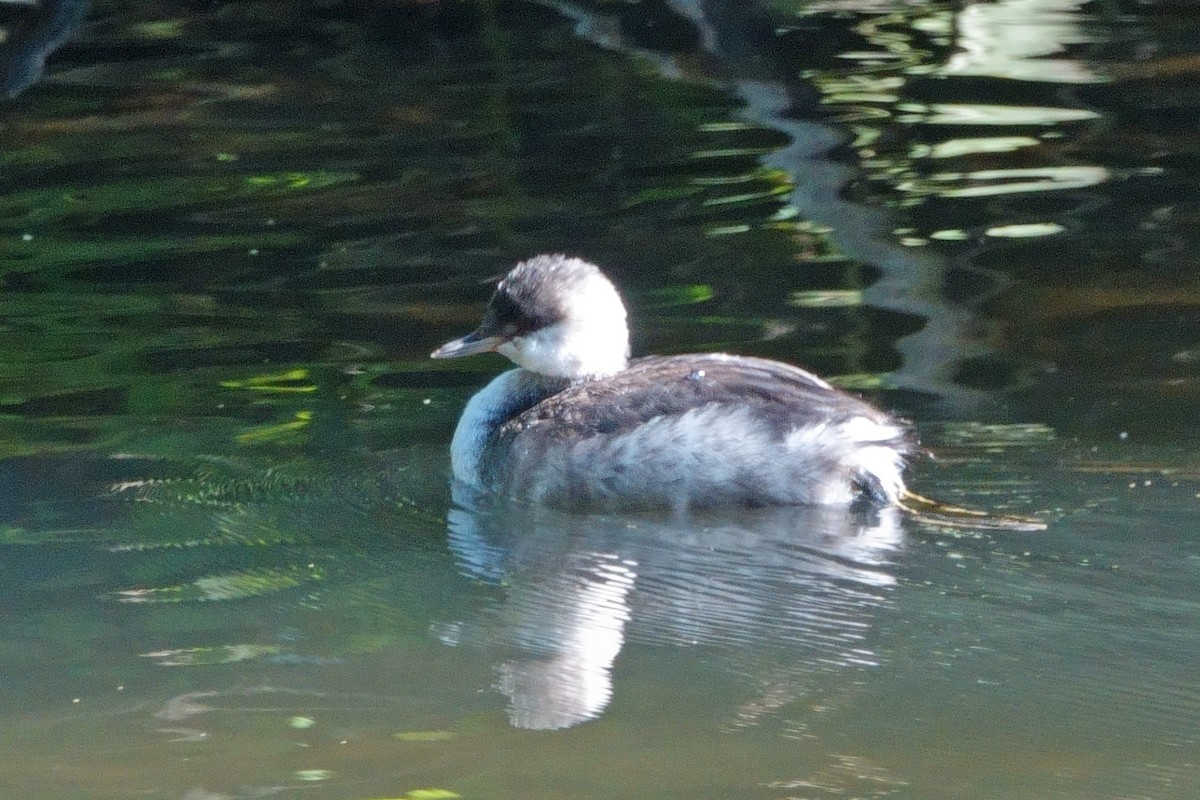 Horned Grebe - ML624141018