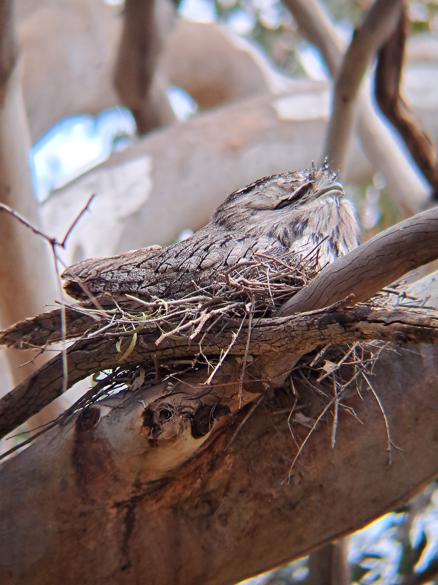 Tawny Frogmouth - ML624141022