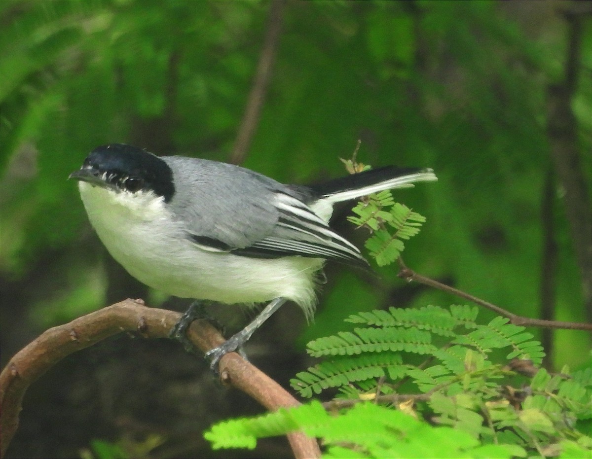 White-lored Gnatcatcher - ML624141025