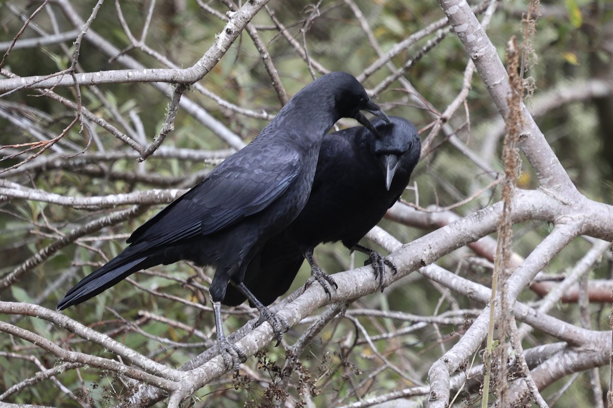 American Crow - ML624141032