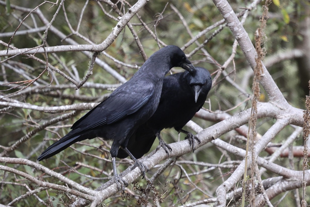 American Crow - ML624141033