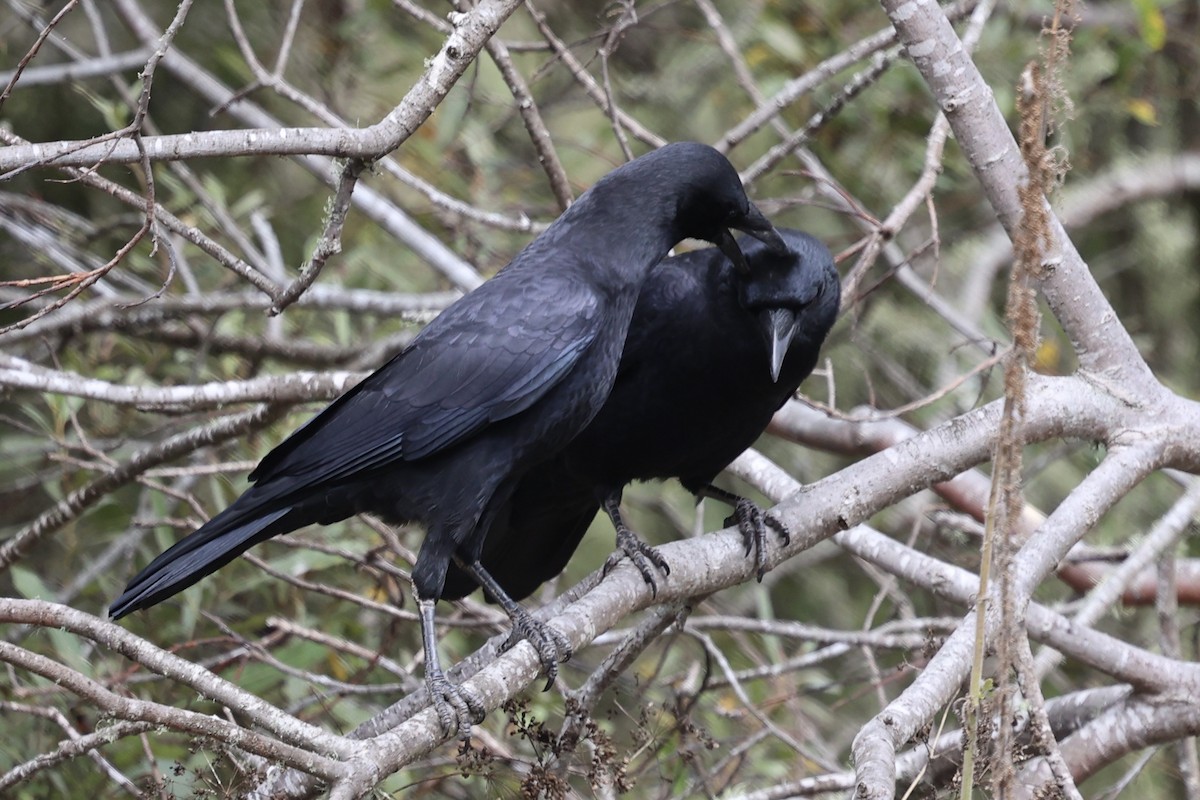 American Crow - ML624141034