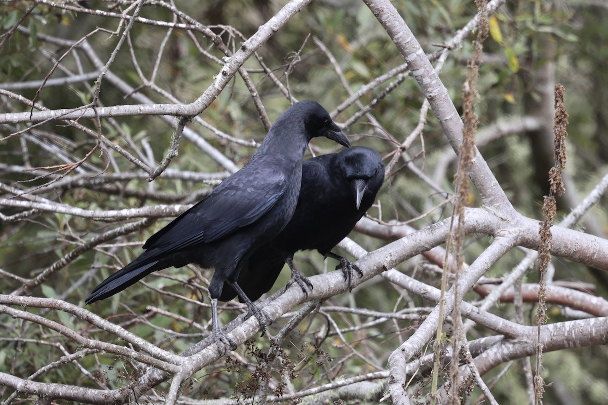 American Crow - ML624141035