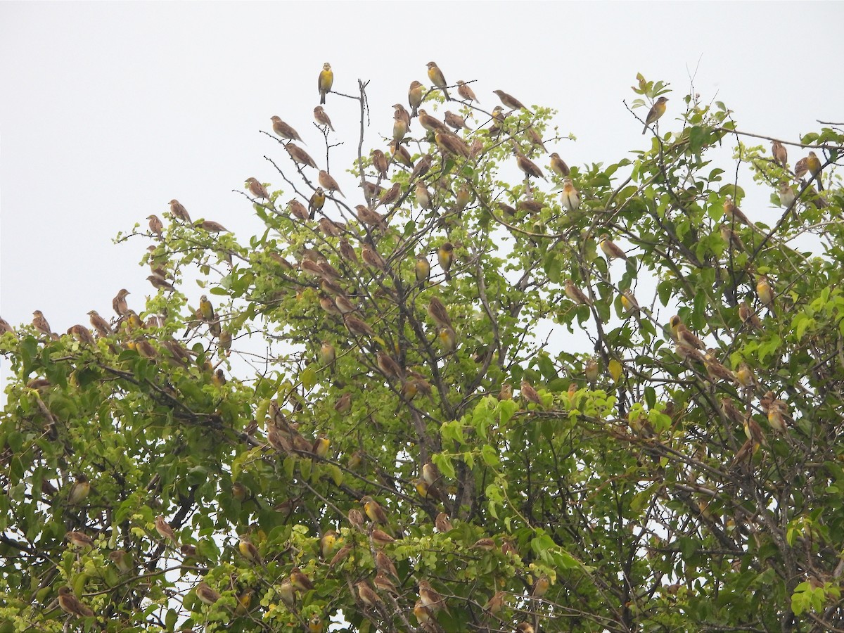 Dickcissel - ML624141037