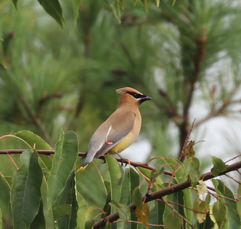 Cedar Waxwing - ML624141045