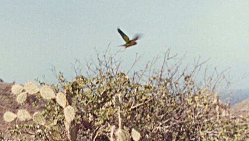 Barn Swallow - ML624141053