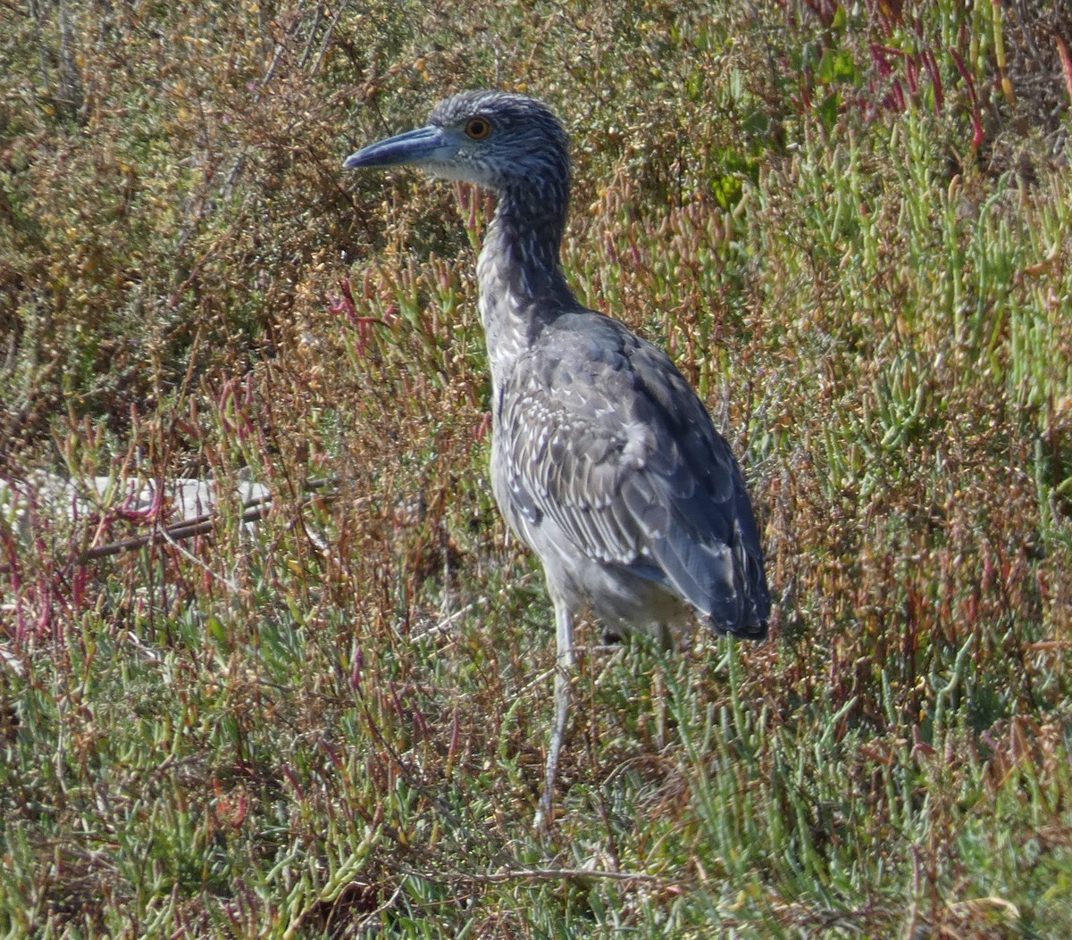 Yellow-crowned Night Heron - ML624141078