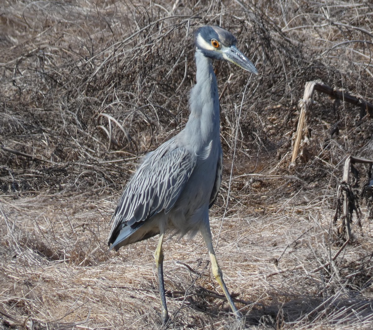 Yellow-crowned Night Heron - ML624141085