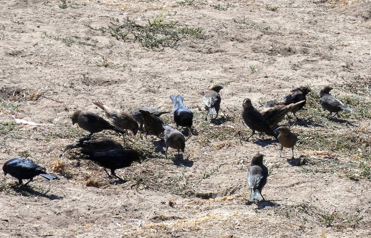 Brown-headed Cowbird - ML624141098