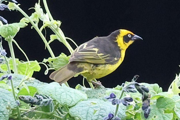 Baglafecht Weaver - Carolyn Leifer