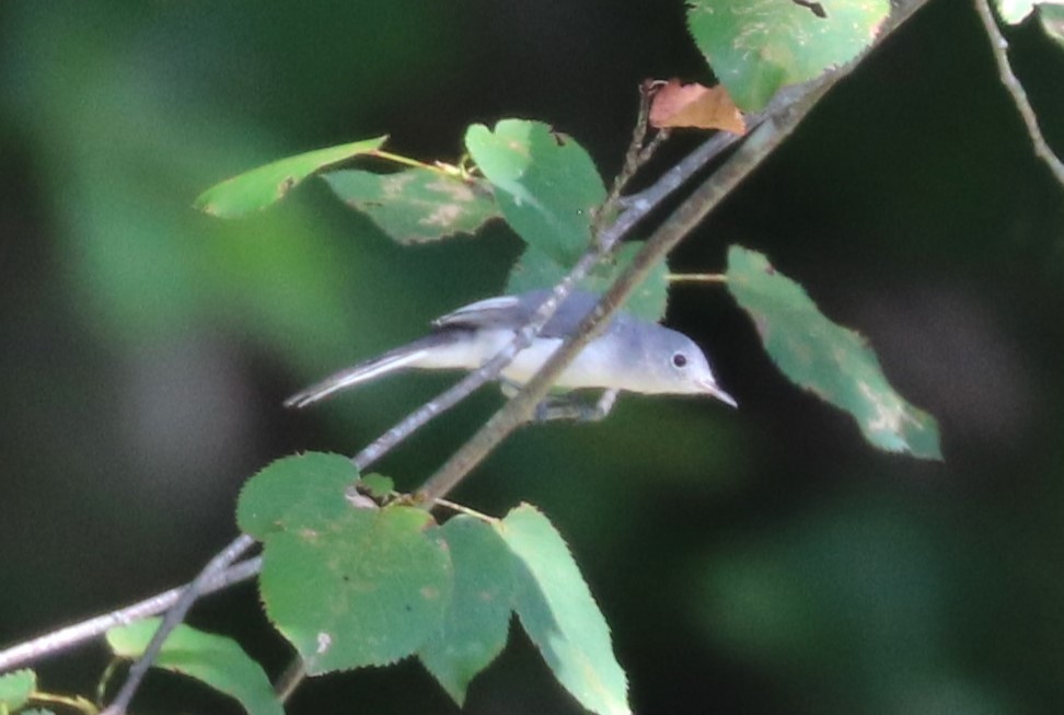 Blue-gray Gnatcatcher - ML624141101