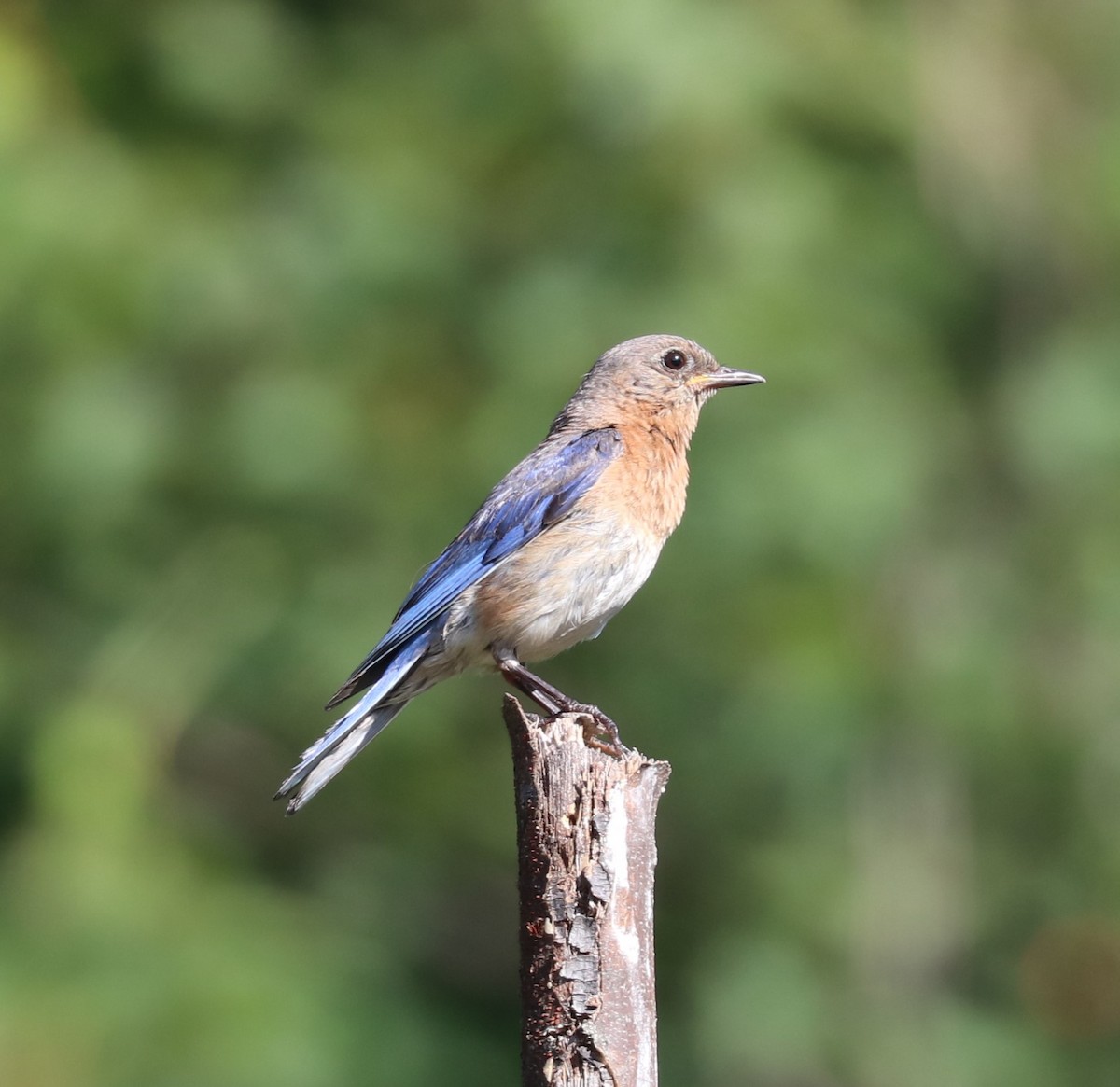 Eastern Bluebird - Herbert King