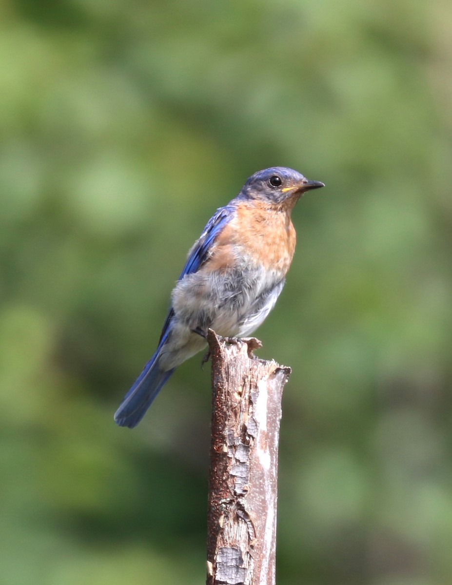 Eastern Bluebird - ML624141125