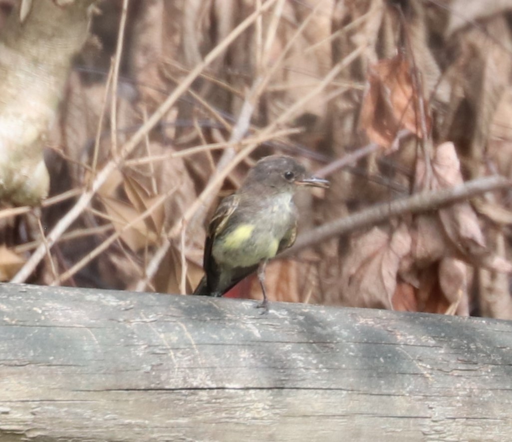 Eastern Phoebe - ML624141138