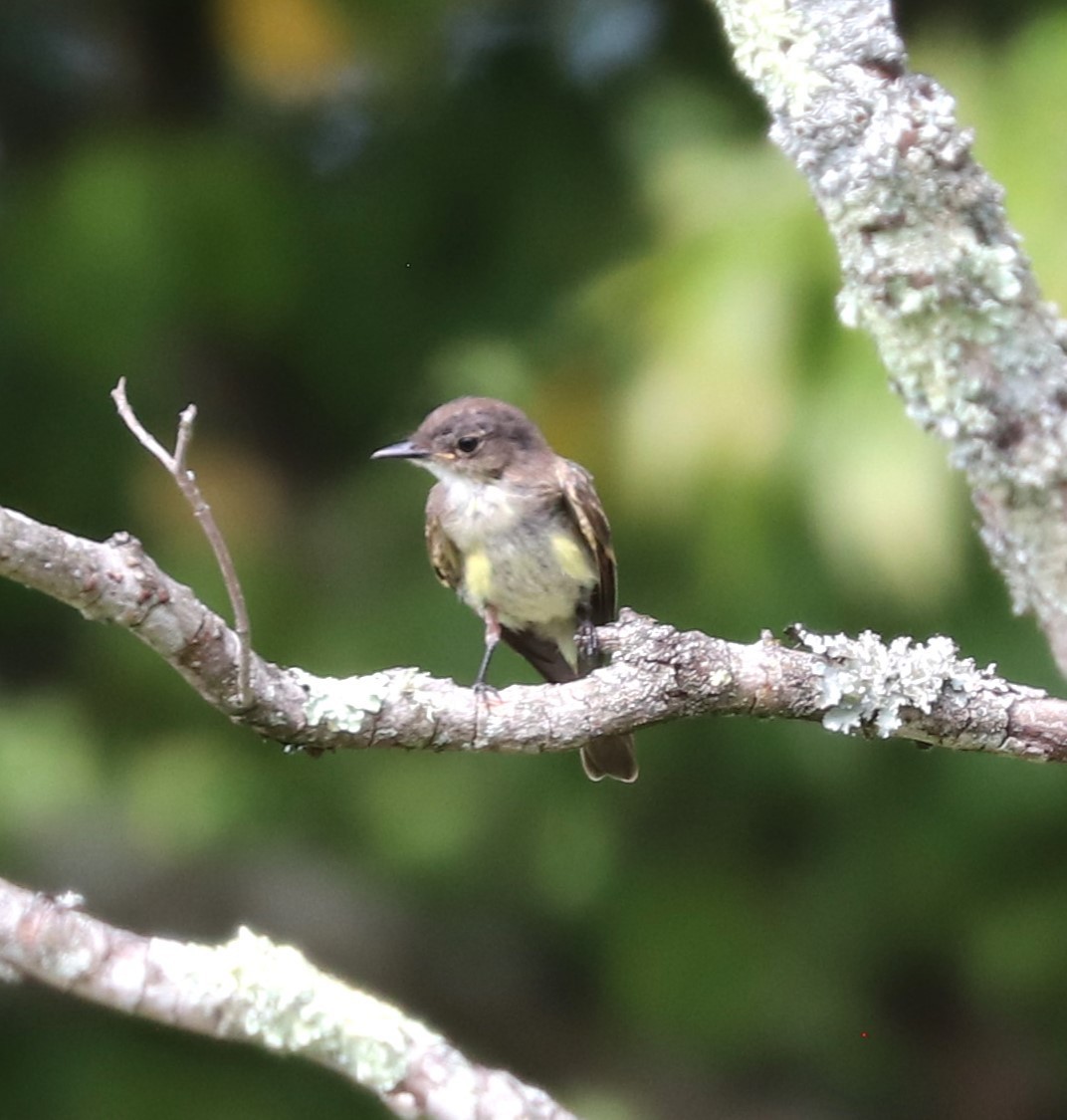 Eastern Phoebe - ML624141139