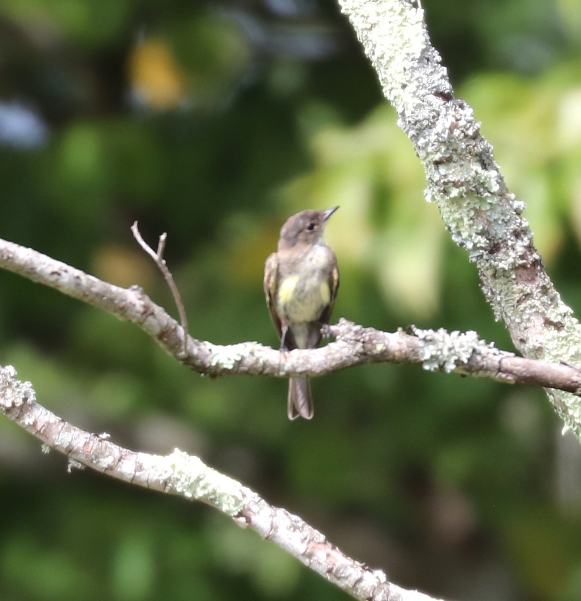 Eastern Phoebe - ML624141140