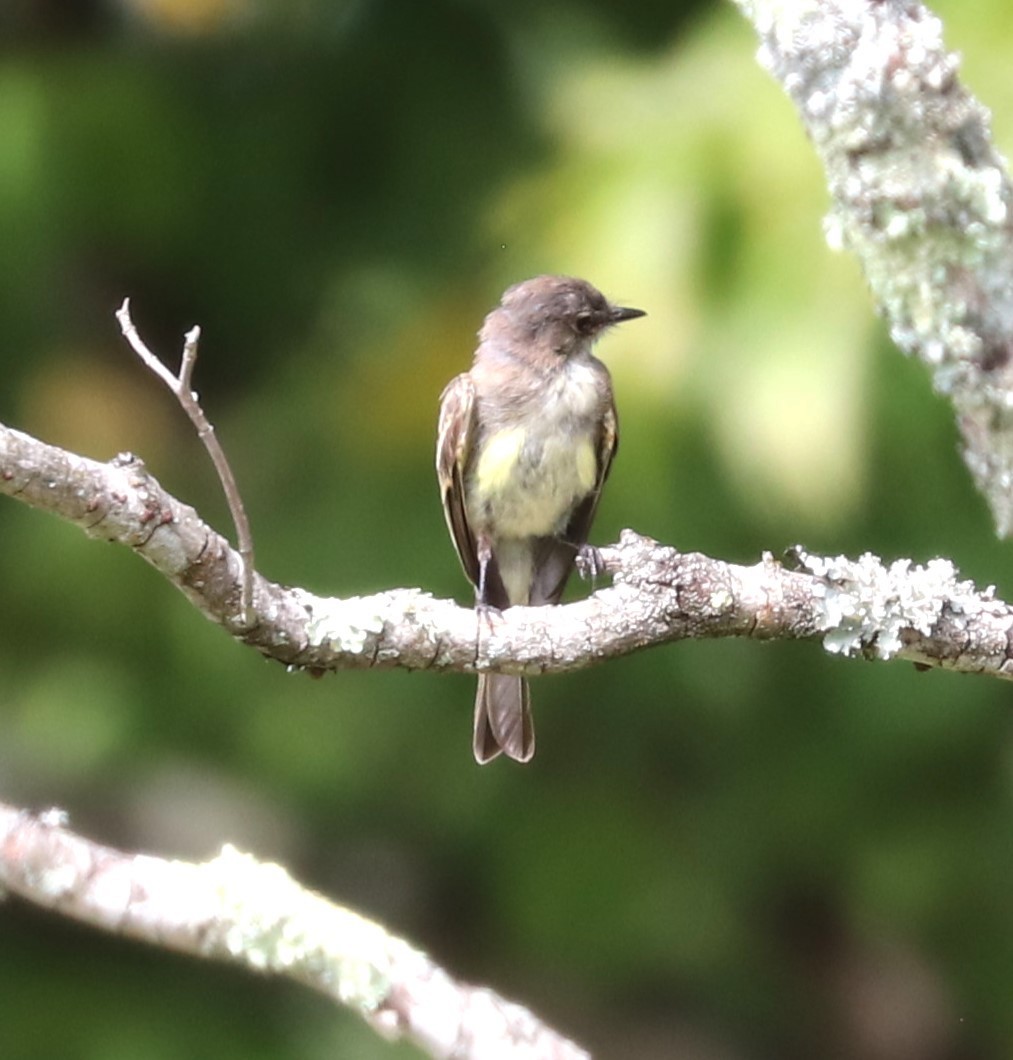 Eastern Phoebe - ML624141141