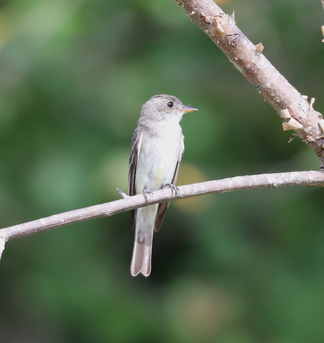 Eastern Wood-Pewee - ML624141148