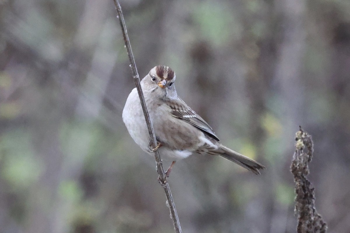 White-crowned Sparrow (Yellow-billed) - ML624141149