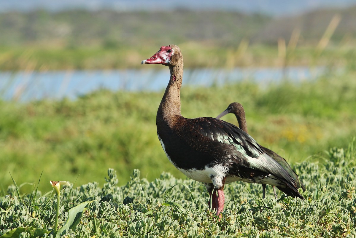 Spur-winged Goose - ML624141155