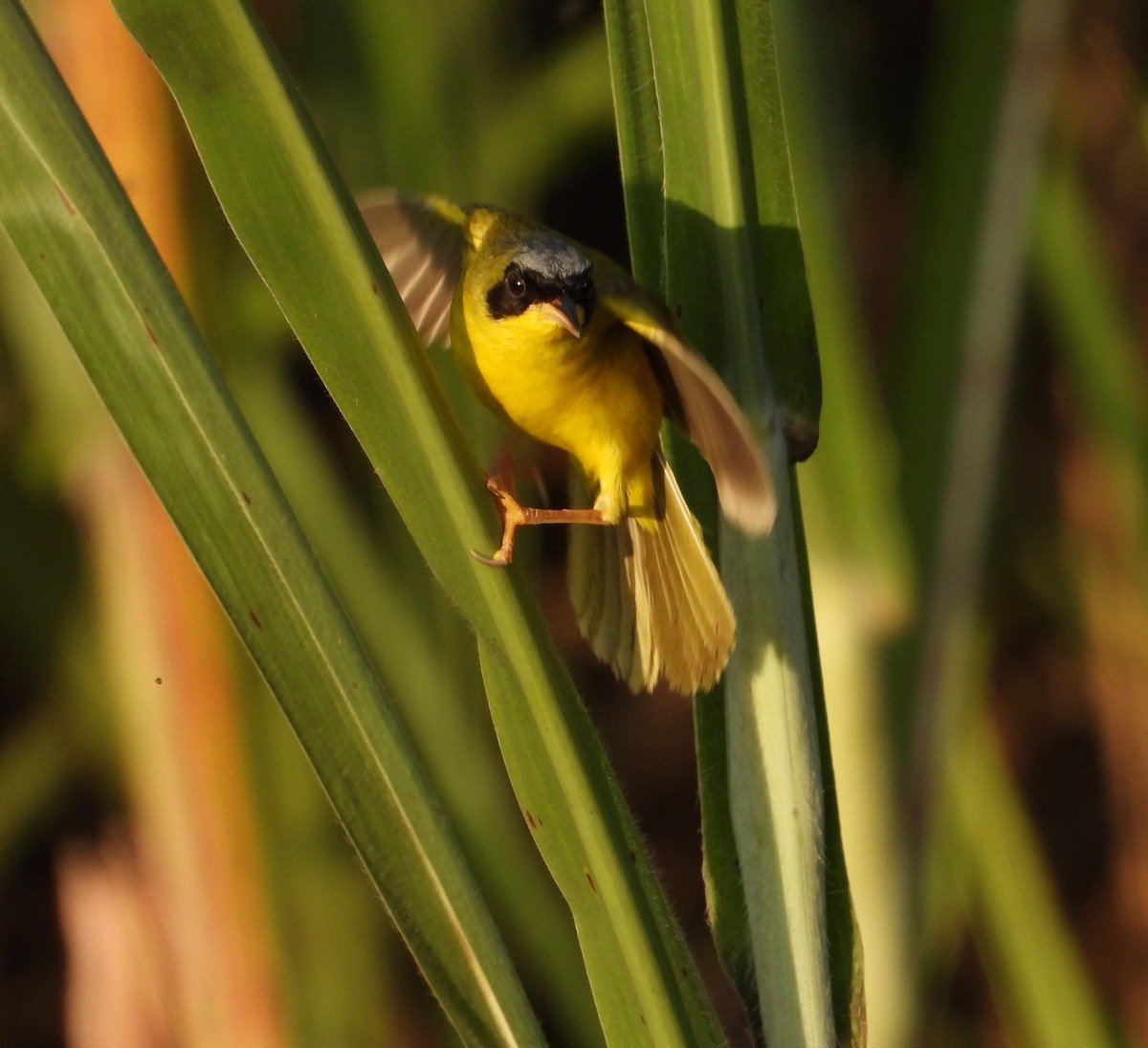 Masked Yellowthroat - ML624141163