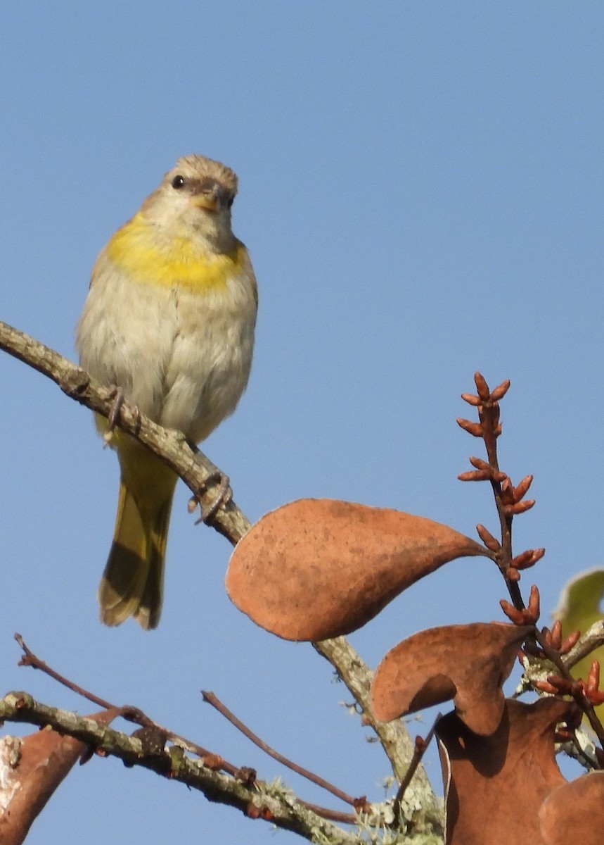 Saffron Finch - ML624141179