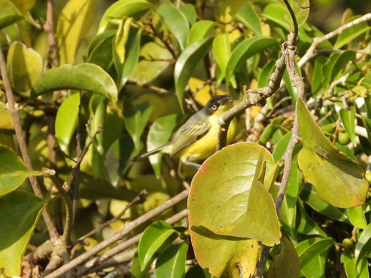 Common Tody-Flycatcher - ML624141184